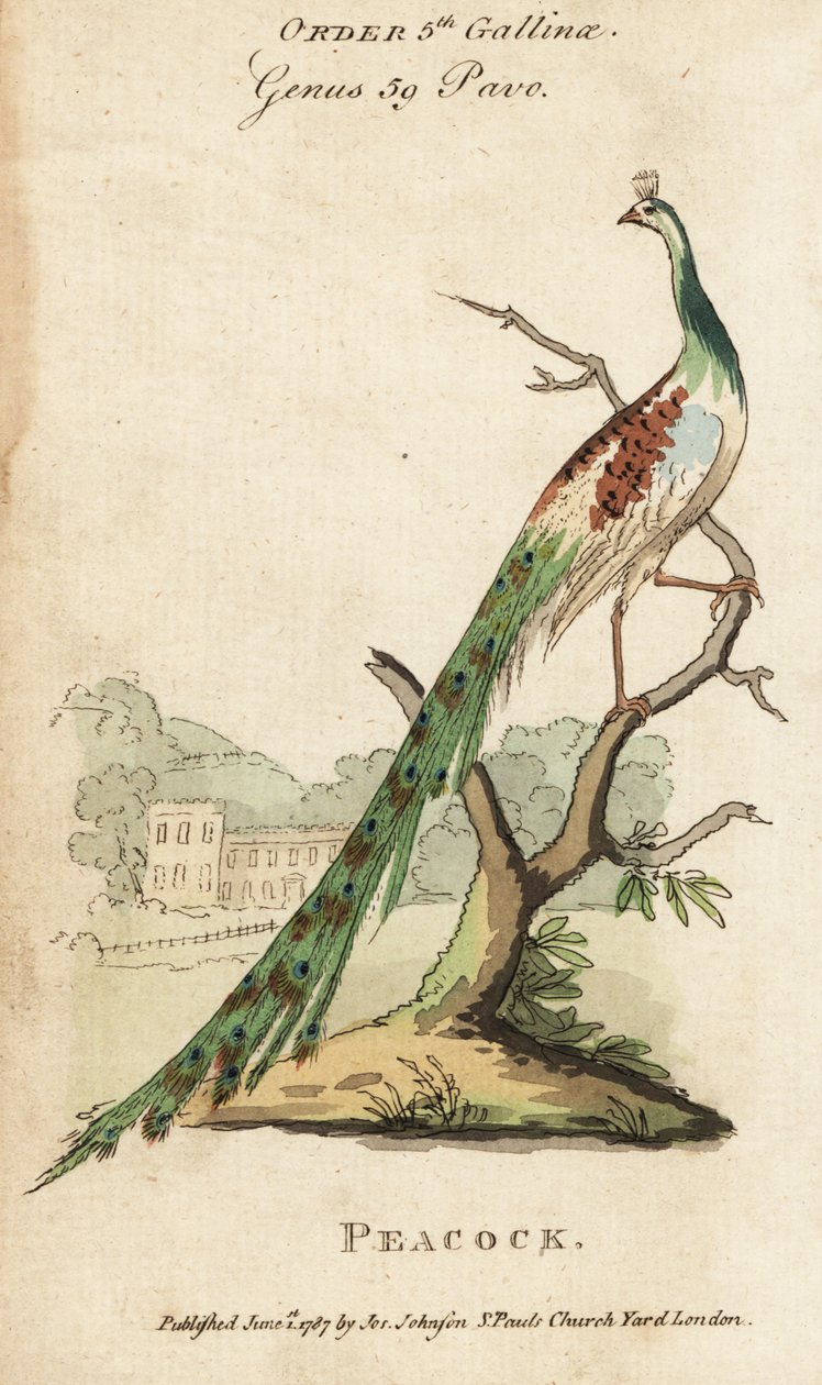 Indische pauw, Pavo cristatus door (after) English School