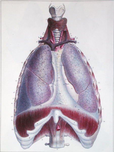 Anatomie van de longen, uit 