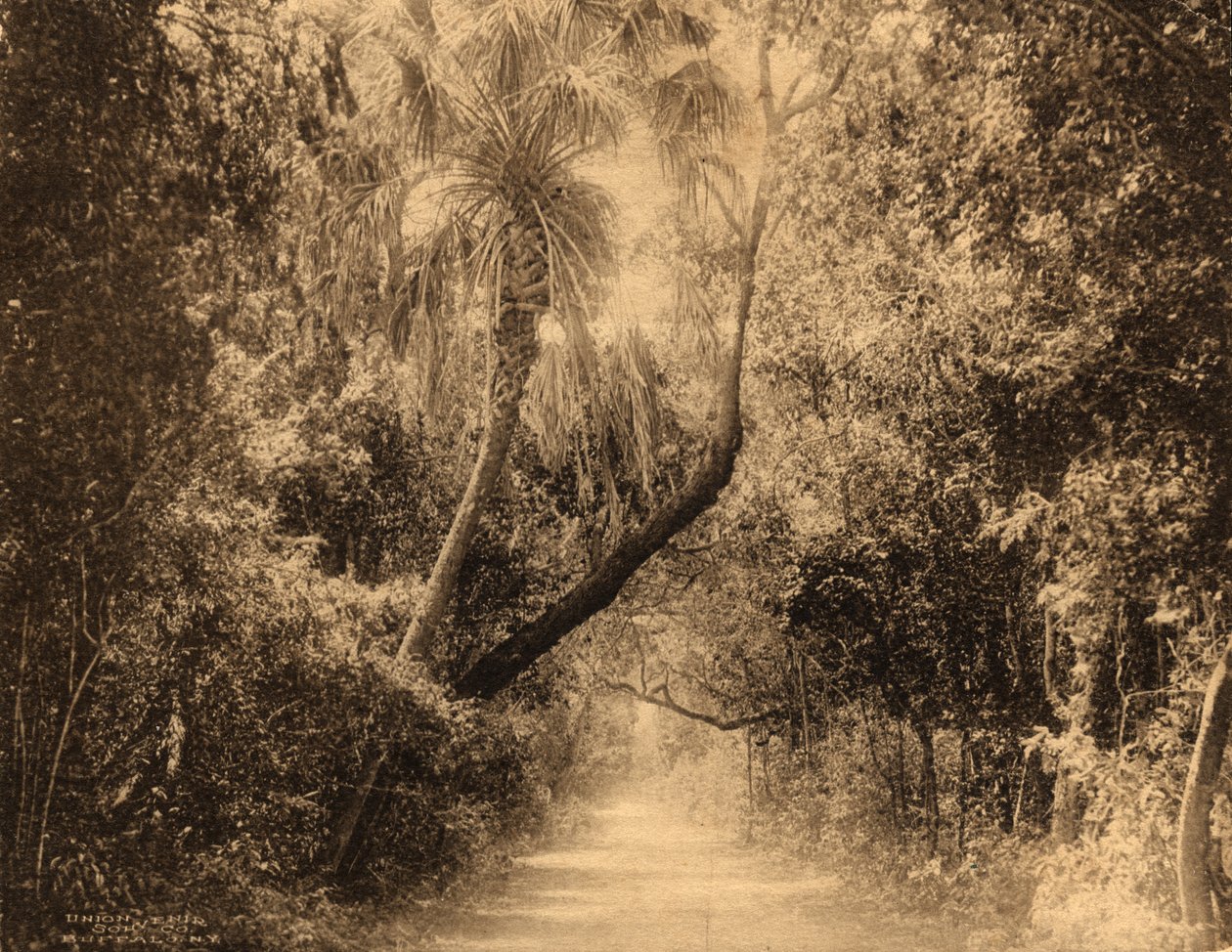 Brickell Hammock, Florida, ca. 1910 door Unknown