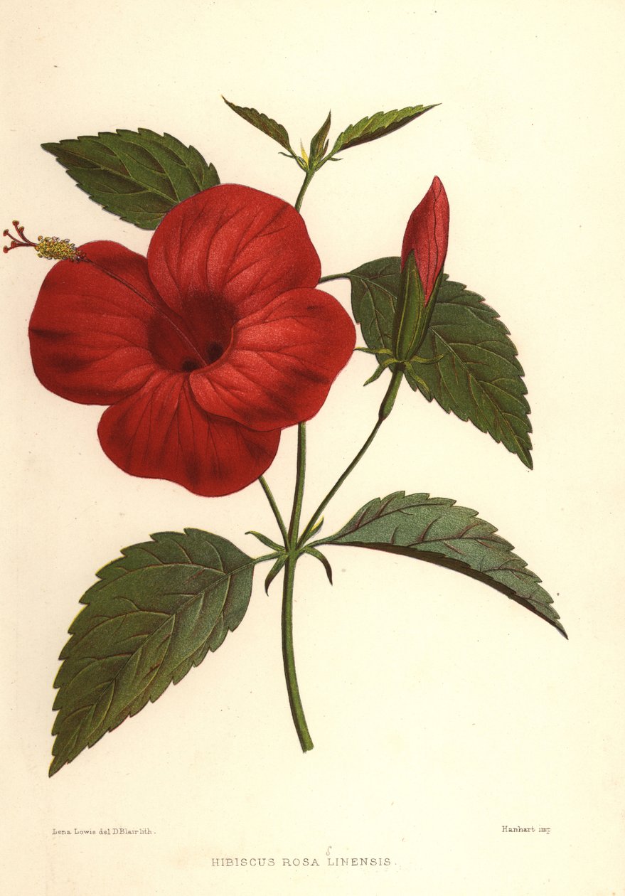 Chinese roos of Chinese hibiscus, Hibiscus rosa-sinensis door Unknown