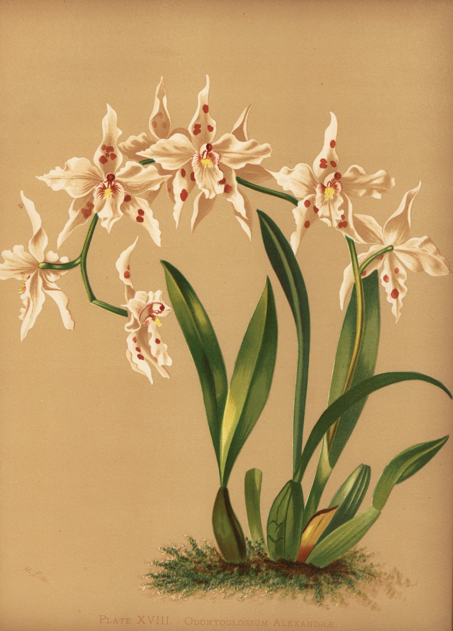 Dansende dame orchidee, Oncidium alexandrae door Unknown