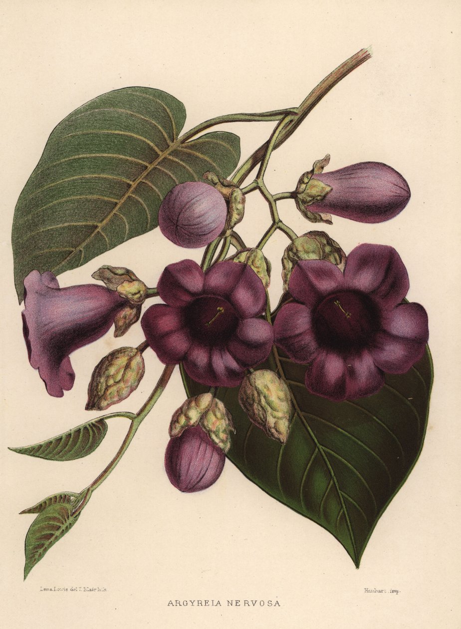 Olifantklimplant, Argyreia nervosa door Unknown