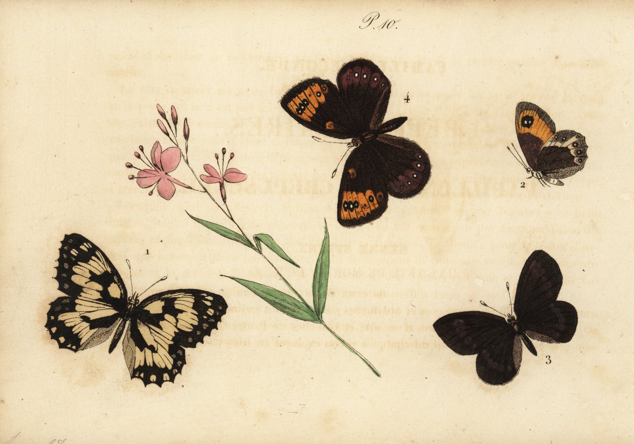 Dambordje, Melanargia galathea, Spaanse heivlinder, Pyronia bathseba, alpenparelmoervlinder, Erebia alberganus, en lenteparelmoervlinder, Erebia epistygne door Unknown