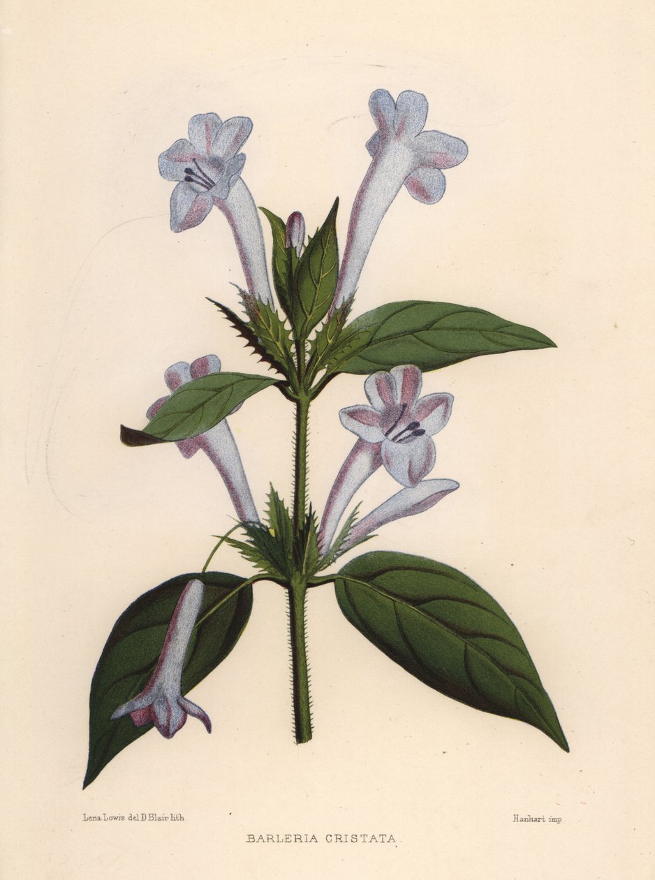 Filipijnse viooltje, blauwe klokjesbarleria of gekuifde Filipijnse viooltje, Barleria cristata door Unknown