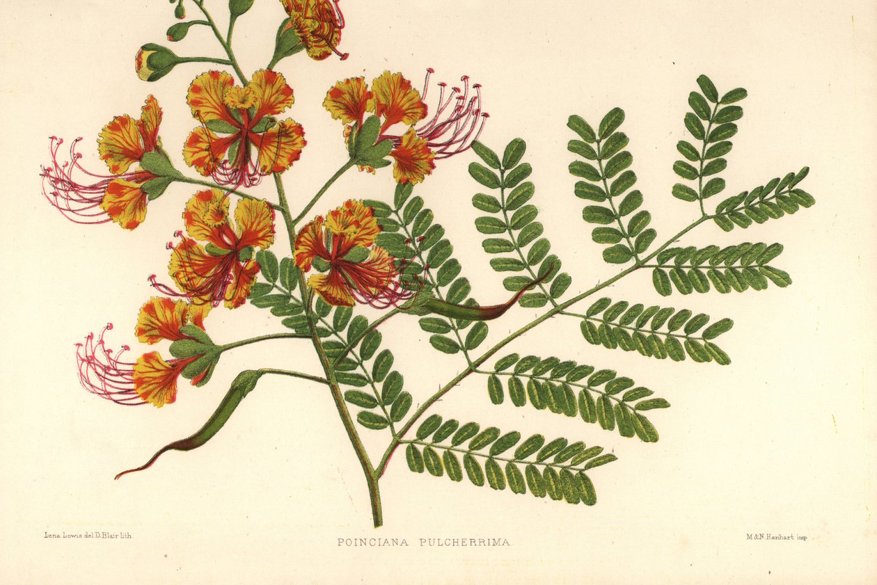 Poinciana, Caesalpinia pulcherrima (Poinciana pulcherrima) door Unknown