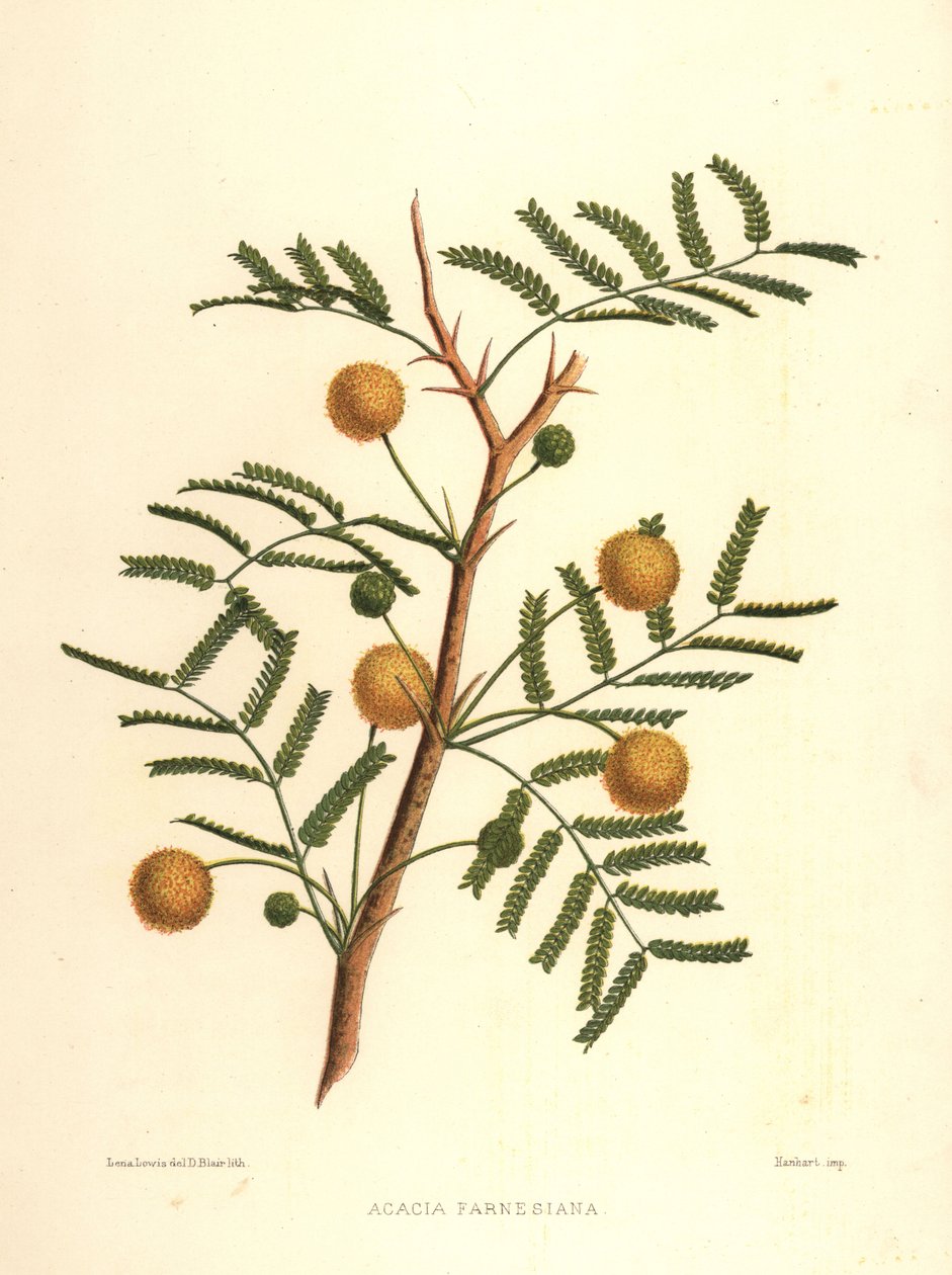 Zoete acacia of naaldstruik, Acacia farnesiana door Unknown