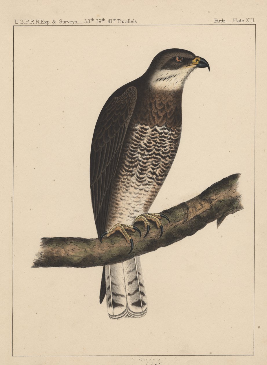 Vogels, plaat XIII door American School