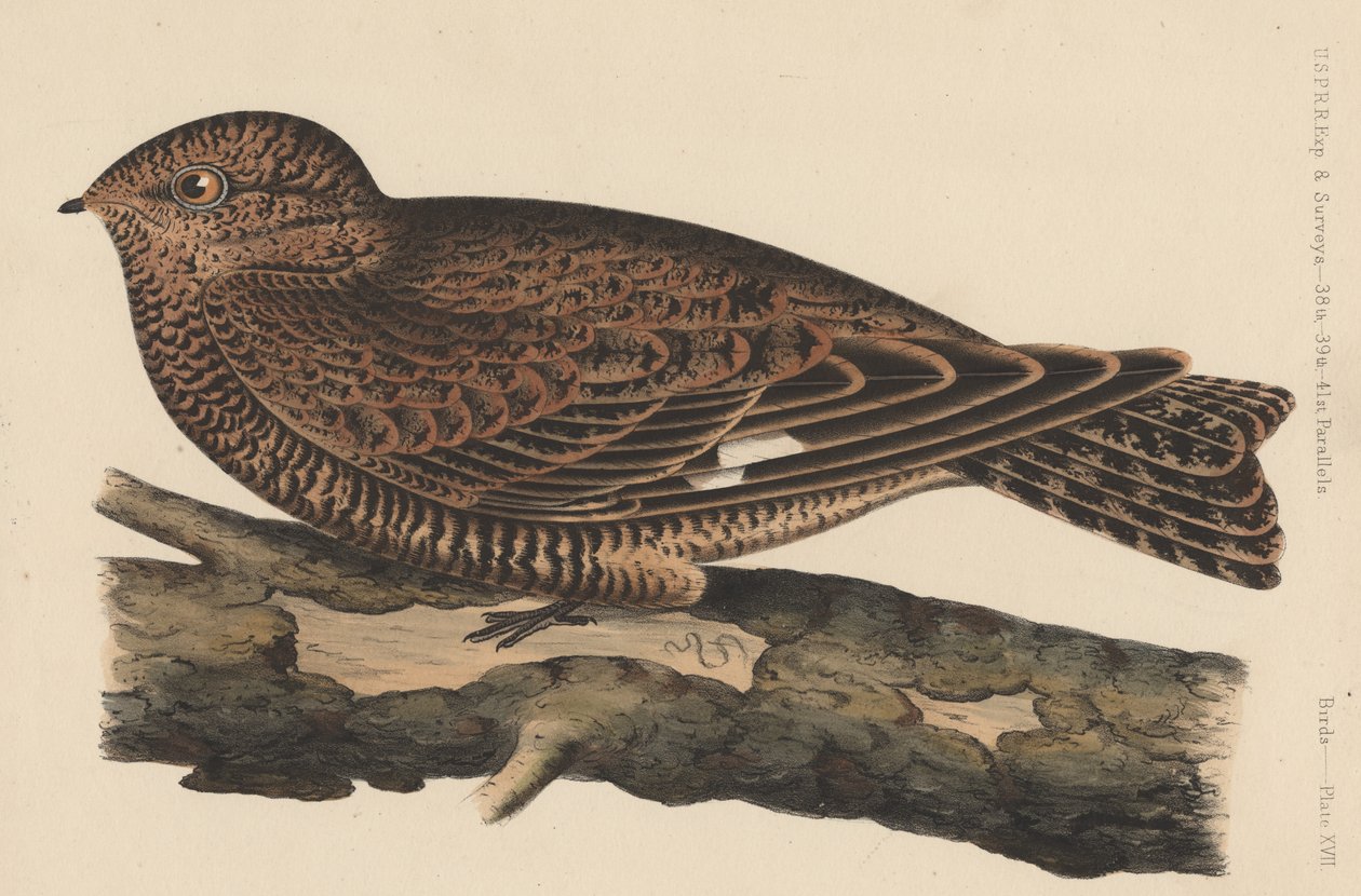 Vogels, plaat XVII door American School