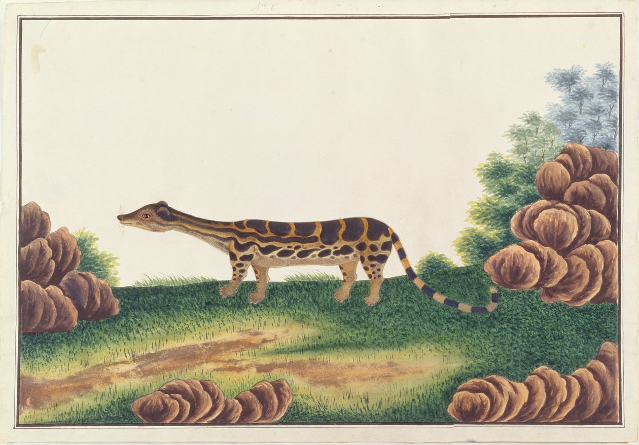 Banded Linsang, uit Tekeningen van Dieren, Insecten en Reptielen uit Malakka, ca. 1805-18 door Chinese School