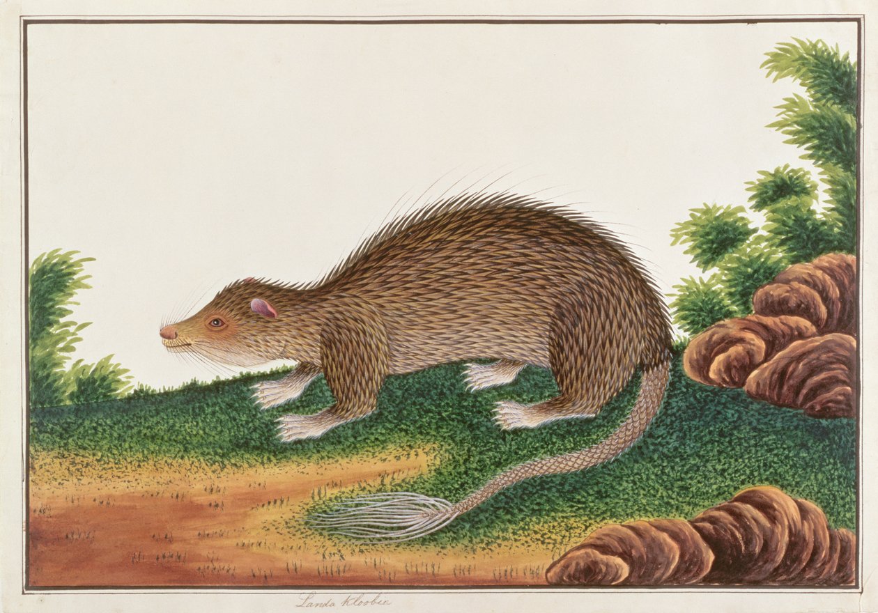 Borstelstaartstekelvarken, uit Tekeningen van Dieren, Insecten en Reptielen uit Malakka, ca. 1805-18 door Chinese School