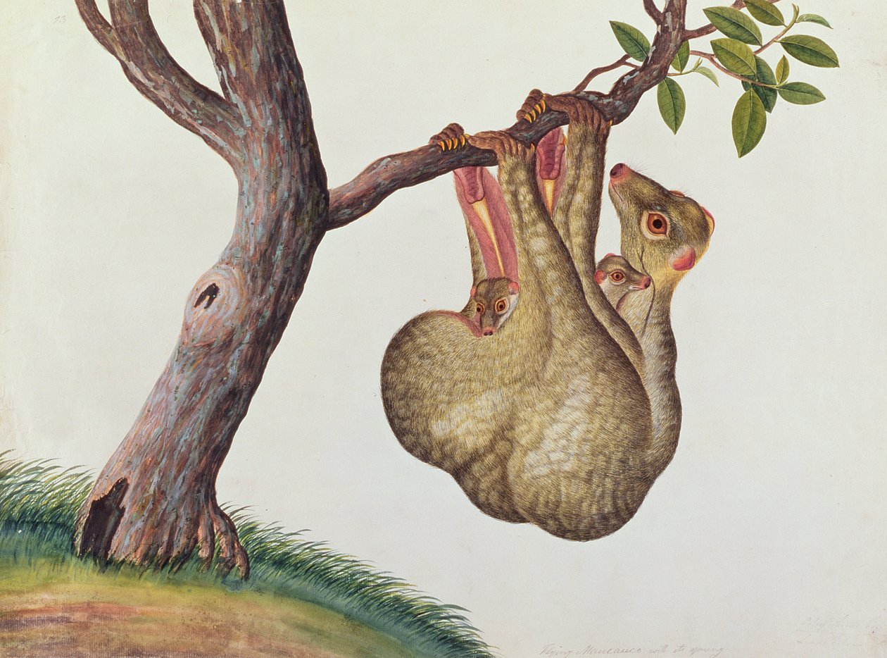 Vliegende Maucauco met zijn jong, uit Tekeningen van Dieren, Insecten en Reptielen uit Malakka, ca. 1805-18 door Chinese School