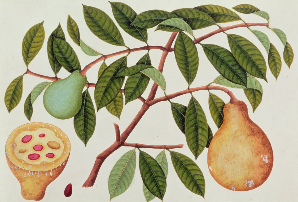 Vrucht, uit Tekeningen van Planten uit Malakka, c.1805-18 door Chinese School