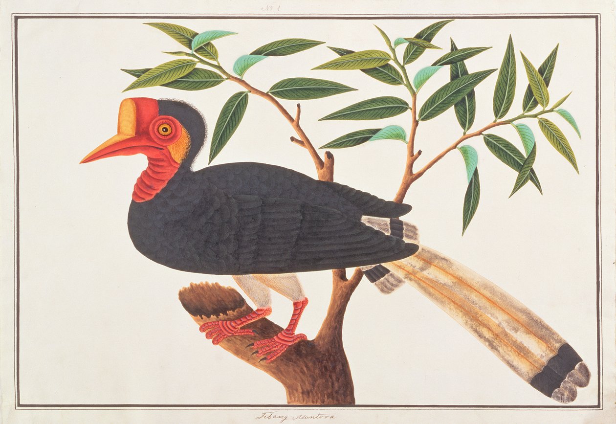 Helmneushoornvogel, uit Tekeningen van Vogels uit Malakka, ca. 1805-18 door Chinese School