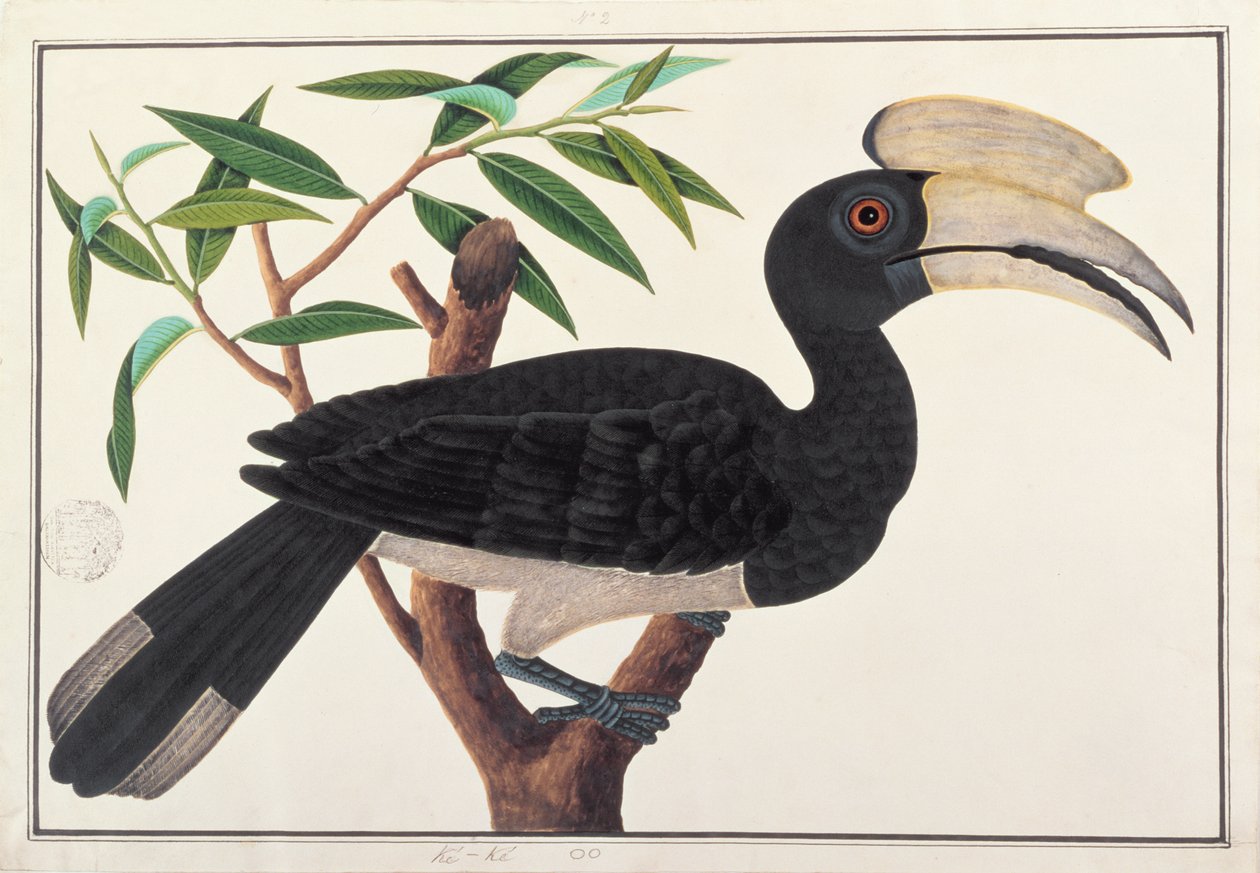 Ke-ke, uit Tekeningen van Vogels uit Malakka, ca. 1805-18 door Chinese School