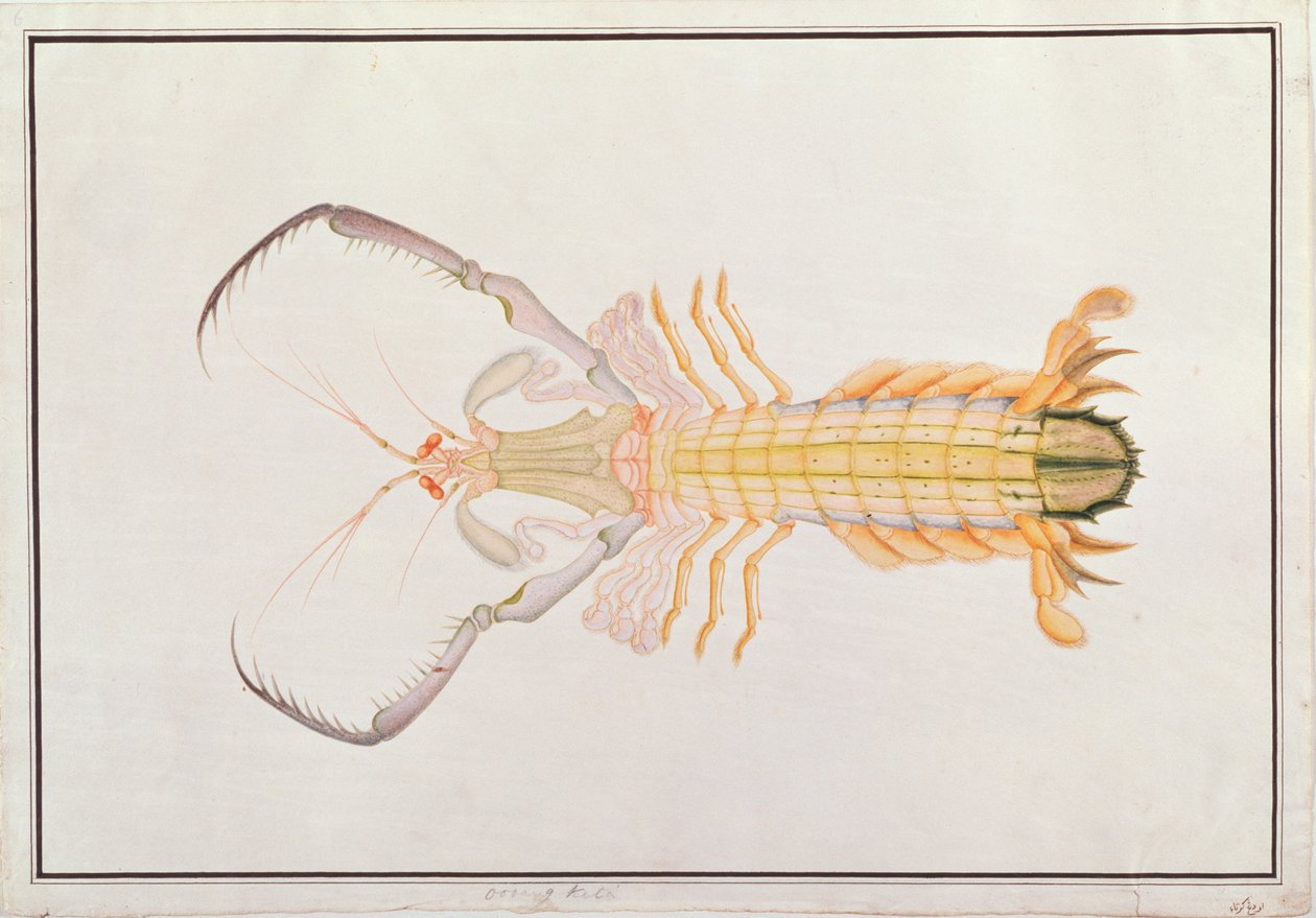 Bidsprinkhaan, uit Tekeningen van Dieren, Insecten en Reptielen uit Malakka, ca. 1805-18 door Chinese School