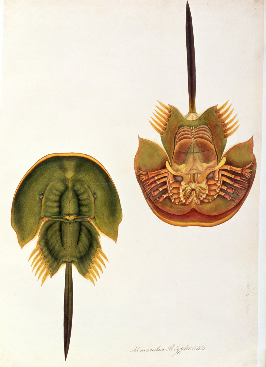 Monoculus Polyphemus, uit Tekeningen van Dieren, Insecten en Reptielen uit Malakka, ca. 1805-18 door Chinese School