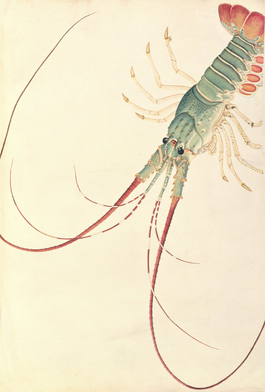Oodang Katik la-ote, uit Tekeningen van Dieren, Insecten en Reptielen uit Malakka, ca. 1805-18 door Chinese School