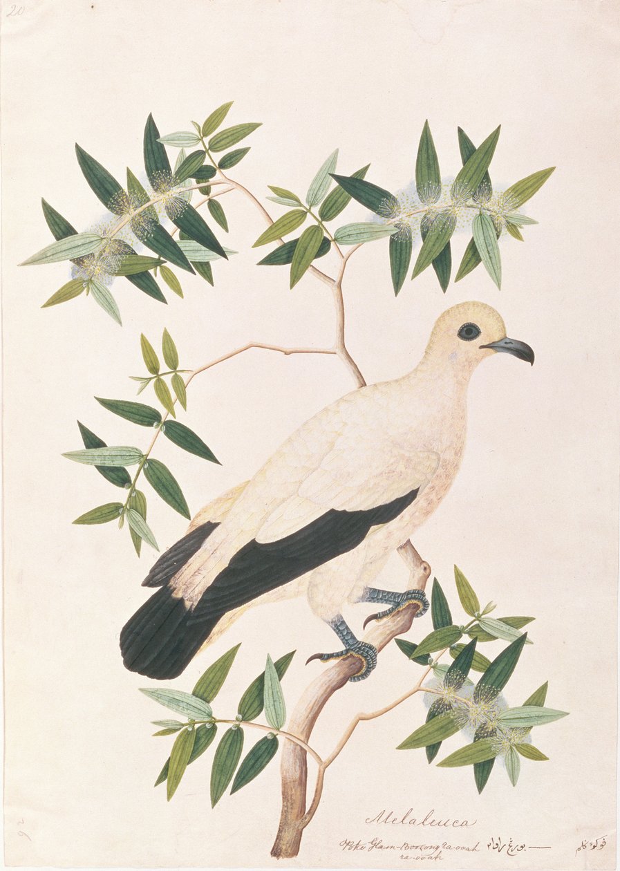 Bonte Keizerduif, uit Tekeningen van Vogels uit Malakka, ca. 1805-18 door Chinese School