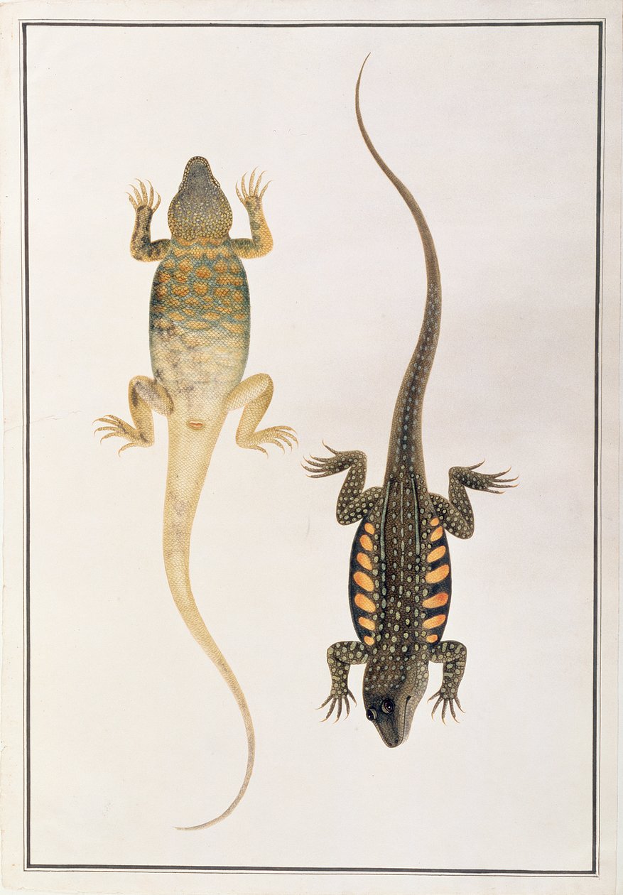 Reptielen, uit Tekeningen van Dieren, Insecten en Reptielen uit Malakka, ca. 1805-18 door Chinese School