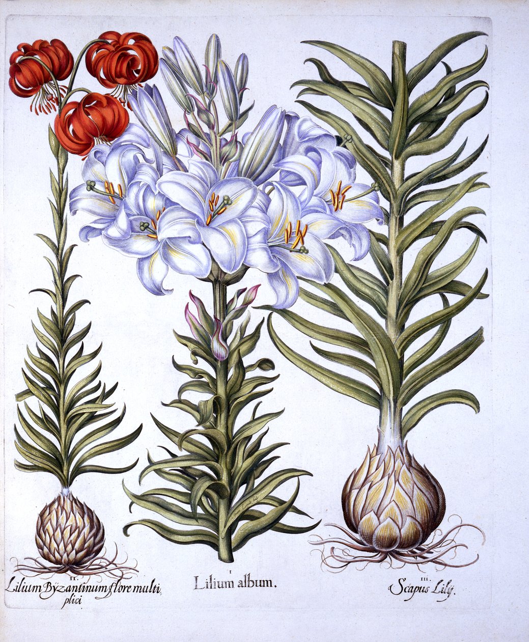 Madonnalelie en Bol, Rode Martagon van Constantinopel, uit Hortus Eystettensis, door Basil Besler, 1613 door German School