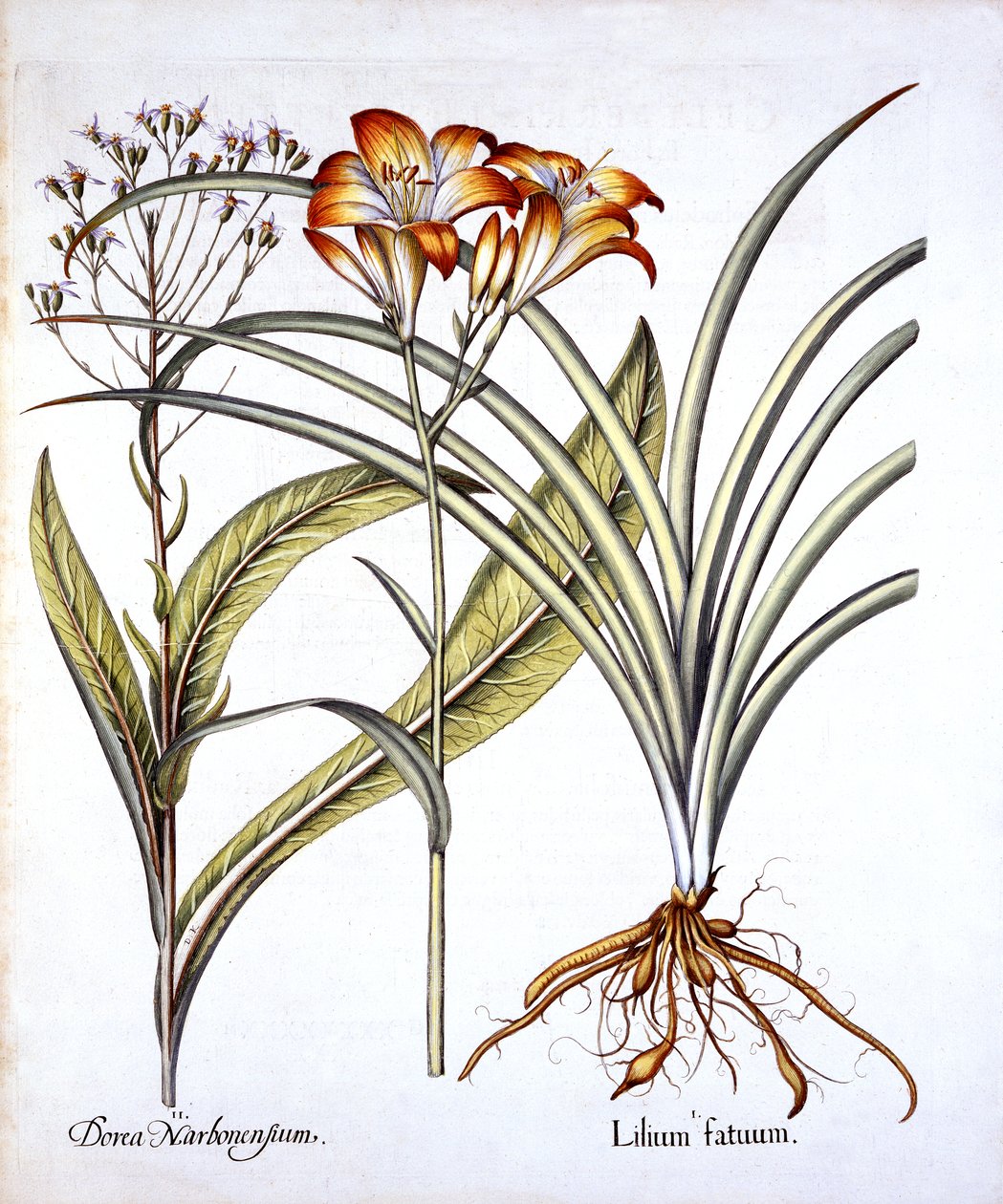 Rood-Gele Daglelie en Kruiskruid, uit Hortus Eystettensis, door Basil Besler, 1613 door German School