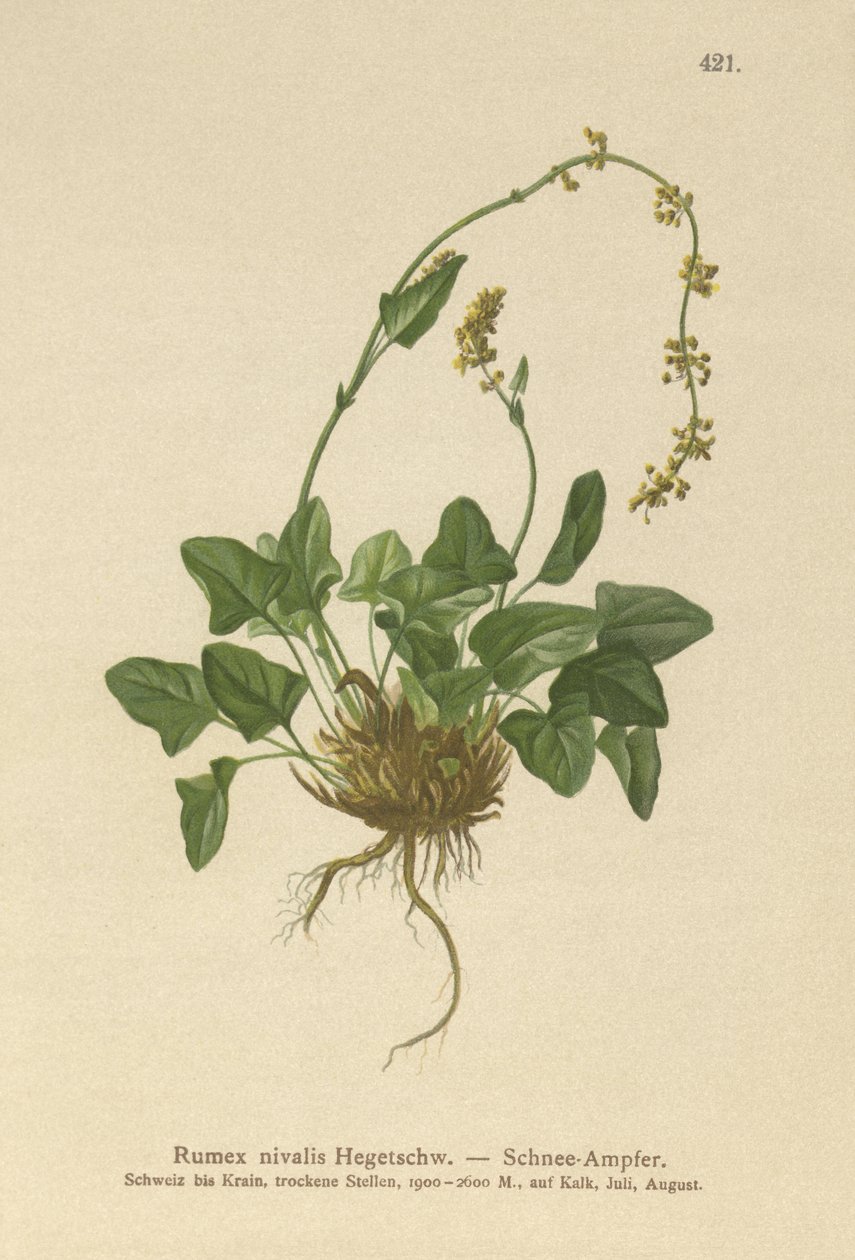 Sneeuw Zuring (Rumex nivalis) door German School