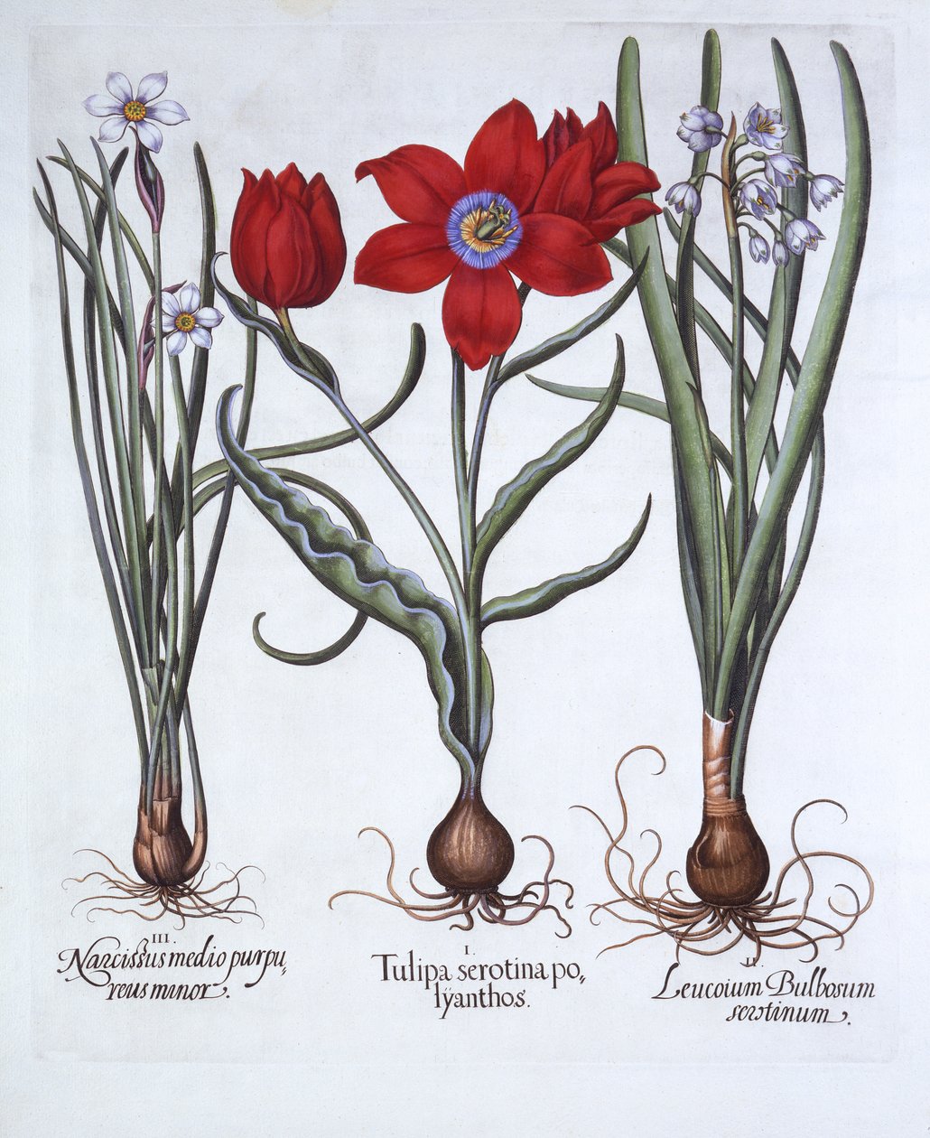 Tulp, Voorjaarsklokje en Narcis, uit Hortus Eystettensis, door Basil Besler, gepubliceerd 1613 door German School