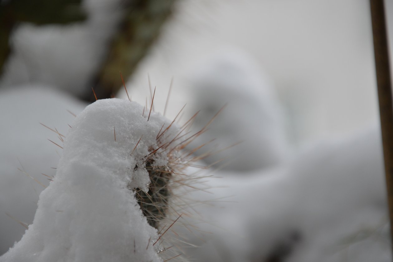 Cactussen in de winter door Detlef Georgi