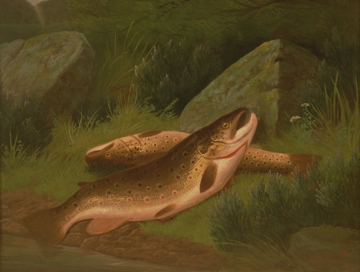Bruine forel door A. Roland Knight