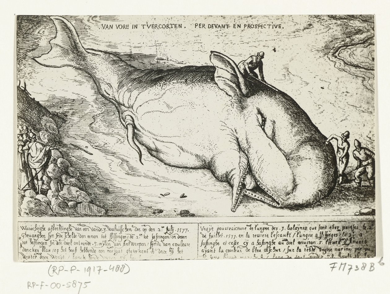 Prent van de aangespoelde walvis bij Antwerpen, 2 juli 1577 door A.B. van Deinse