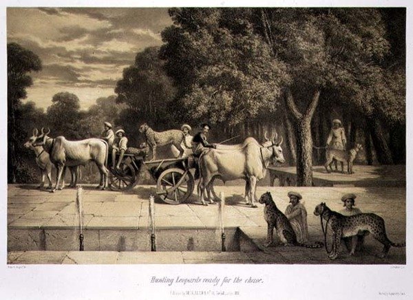 Jachtluipaarden Klaar voor de Jacht, uit 