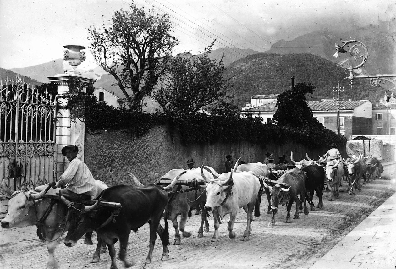 Enkele ossen die worden gebruikt voor het transport van marmer uit de Apuane steengroeven lopen langs een weg in Carrara door A. Corsini