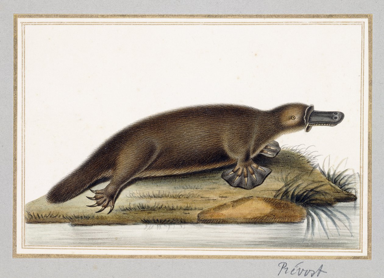 Vogelbekdier door A. Prevost