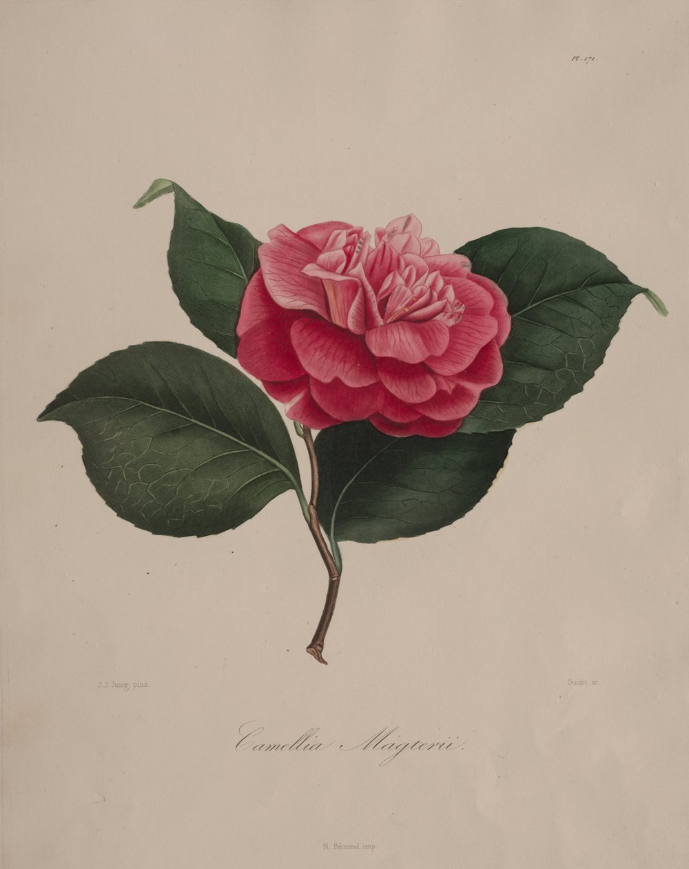Iconografie van het geslacht camellia: Nr. 171 door Abbé Laurent Berlèse