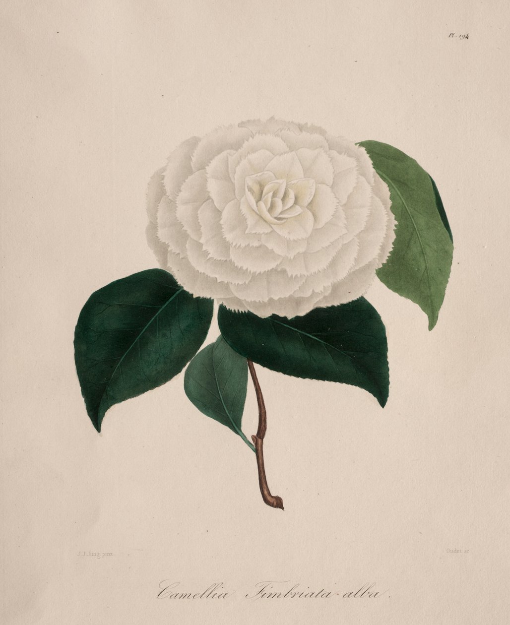 Iconographie du genre camellia: No. 194 door Abbé Laurent Berlèse