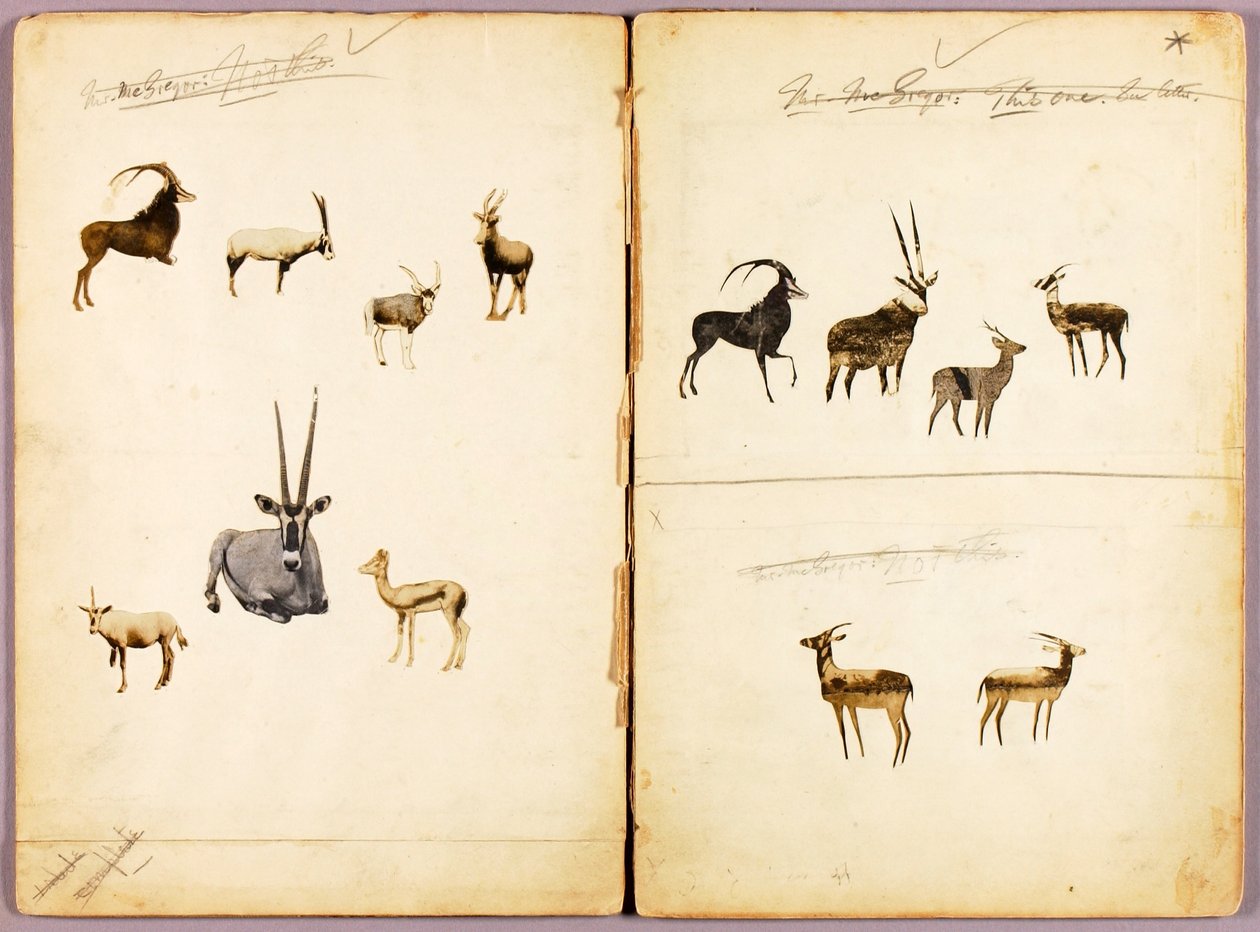 Antilopen, studiemap voor boek Concealing Coloration in the Animal Kingdom door Abbott Handerson Thayer