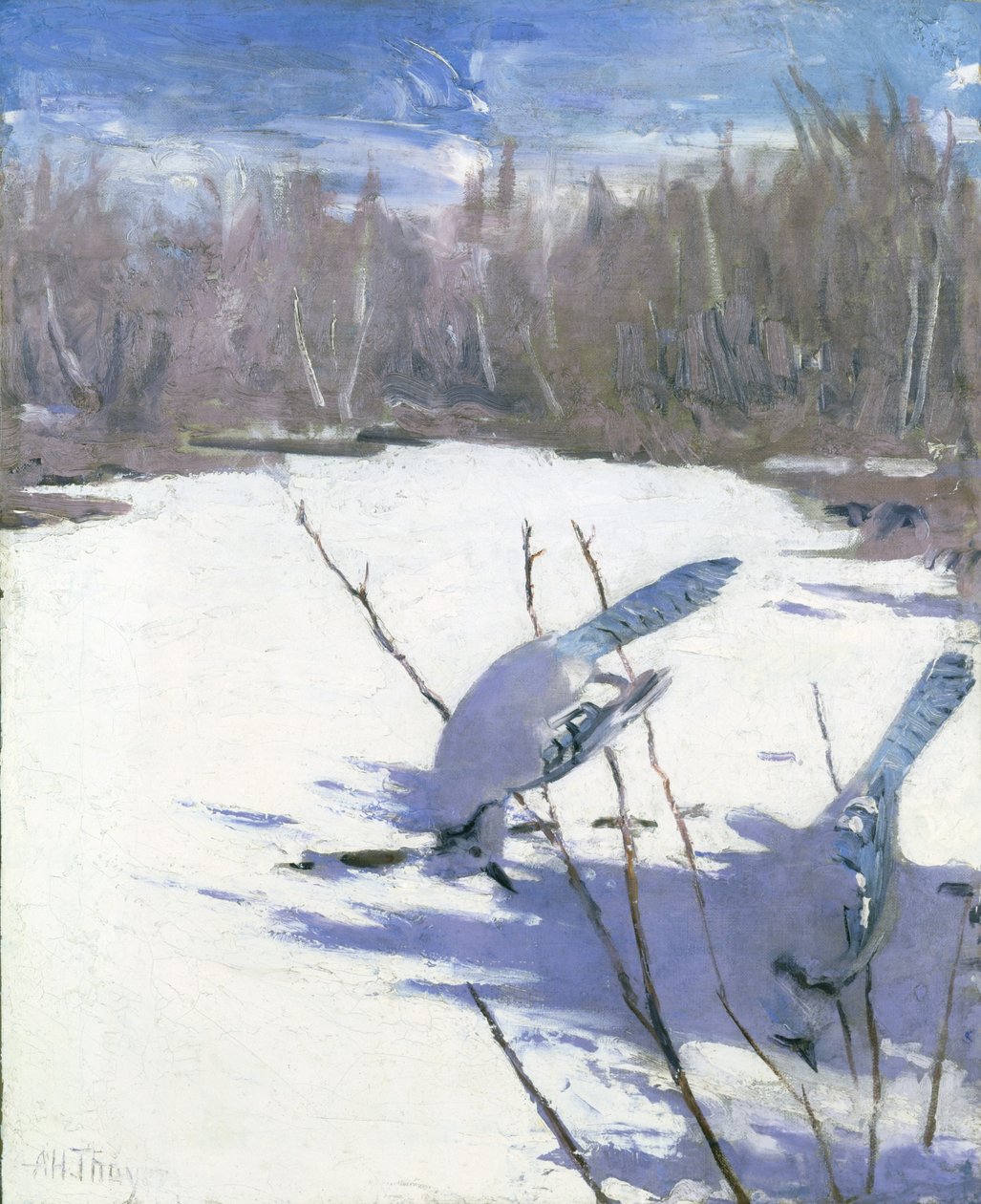 Blauwe gaaien in de winter, studie voor boek Concealing Coloration in the Animal Kingdom door Abbott Handerson Thayer