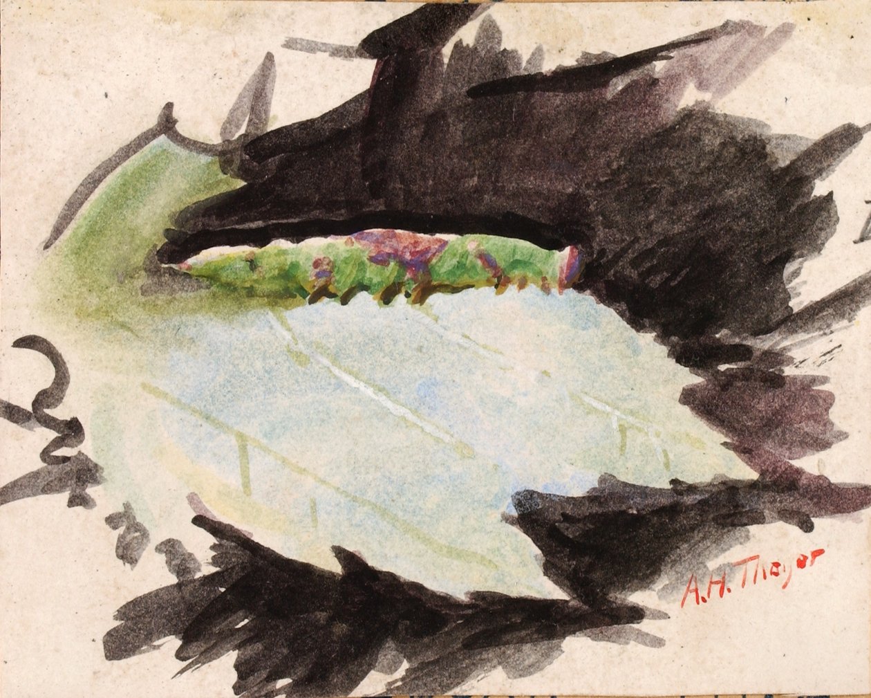 Heterocampa Biundata, Walker, studie voor boek Concealing Coloration in the Animal Kingdom door Abbott Handerson Thayer