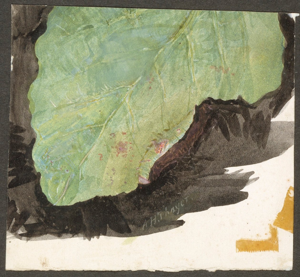 Heterocampa biundata, Walker, studie voor het boek *Concealing Coloration in the Animal Kingdom* door Abbott Handerson Thayer