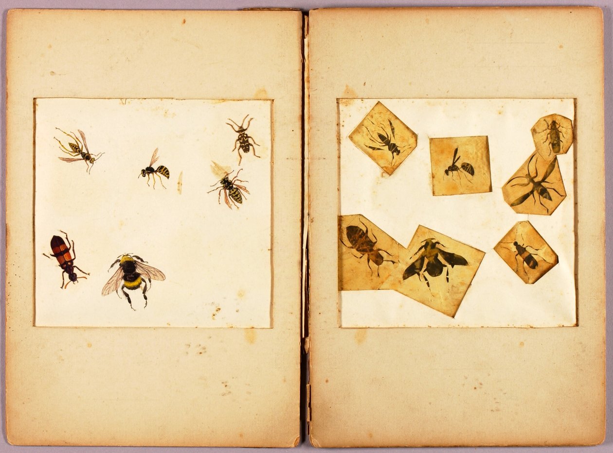 INSEKTEN--Farbig (Beste Hummeln...), Studienmappe für das Buch Concealing Coloration in the Animal Kingdom door Abbott Handerson Thayer