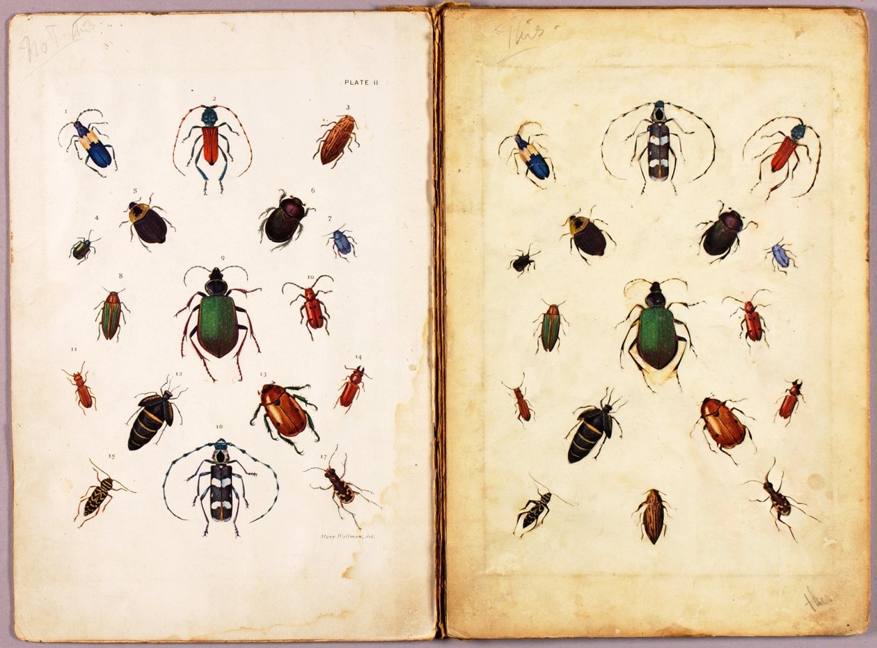 INSECTEN – Gekleurde kevers, landschap, studiemap bij het boek *Concealing Coloration in the Animal Kingdom* door Abbott Handerson Thayer