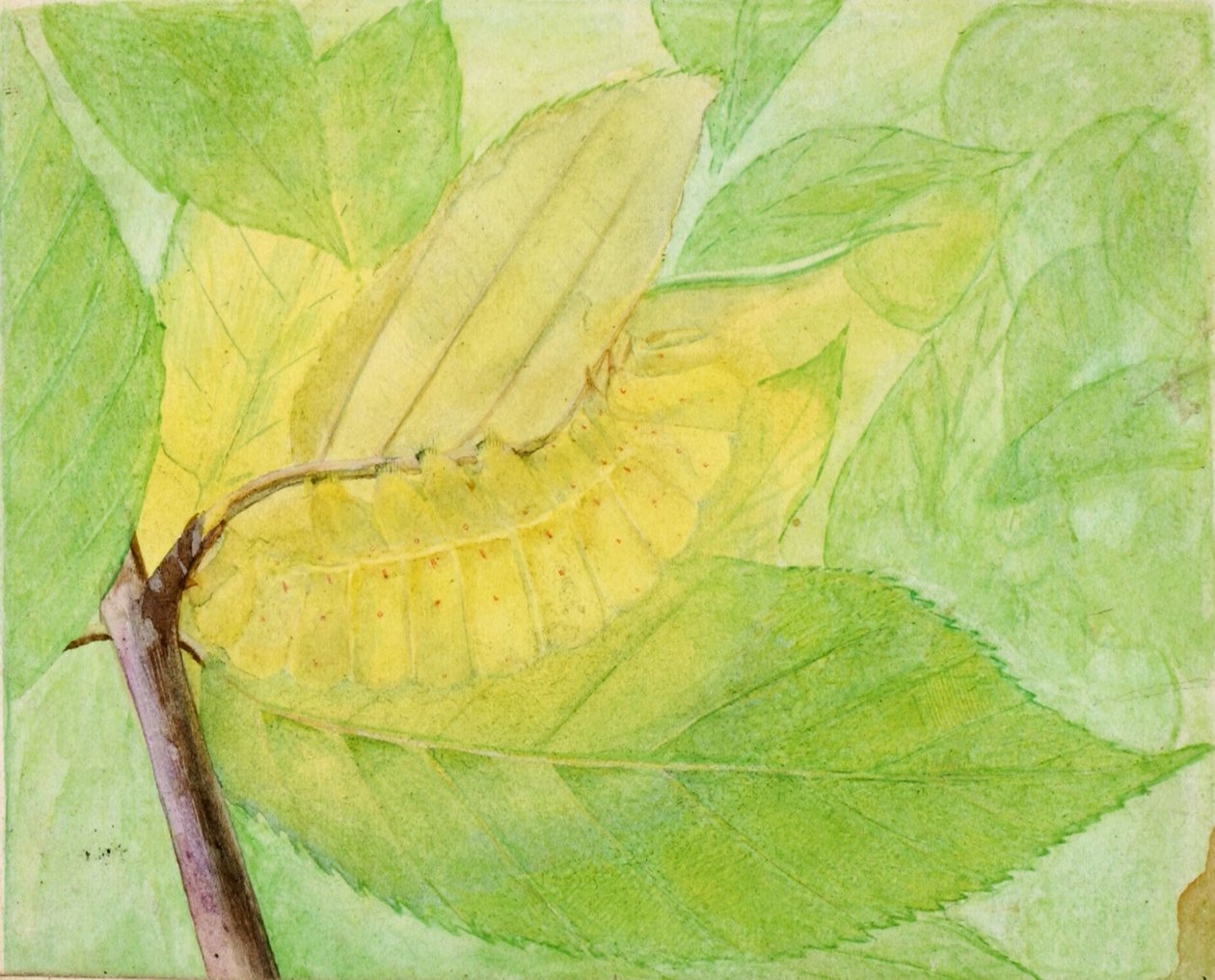 Lunar Caterpillar, schets voor het boek *Concealing Coloration in the Animal Kingdom* door Abbott Handerson Thayer
