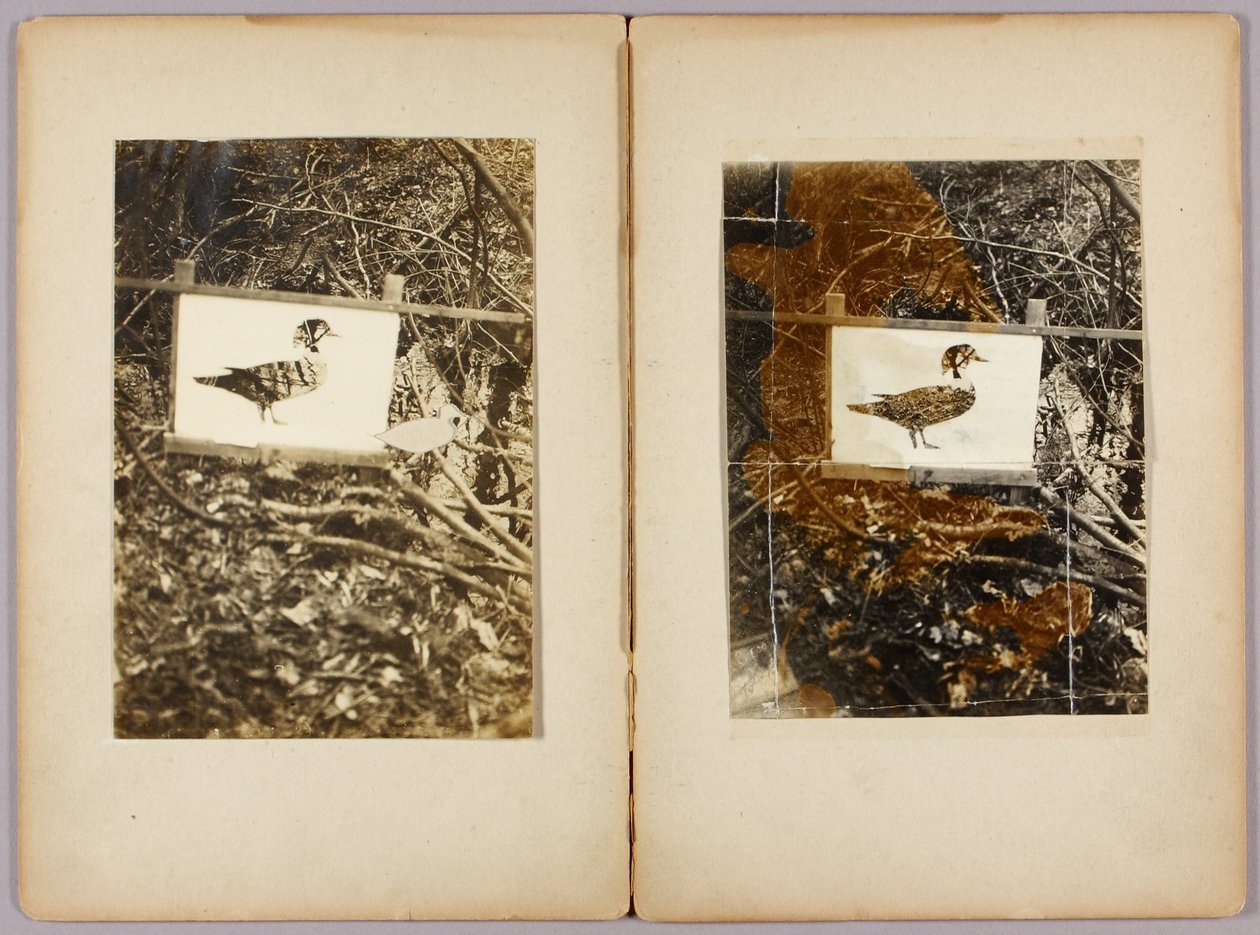 Stencil eenden, studiemap voor boek Concealing Coloration in the Animal Kingdom door Abbott Handerson Thayer