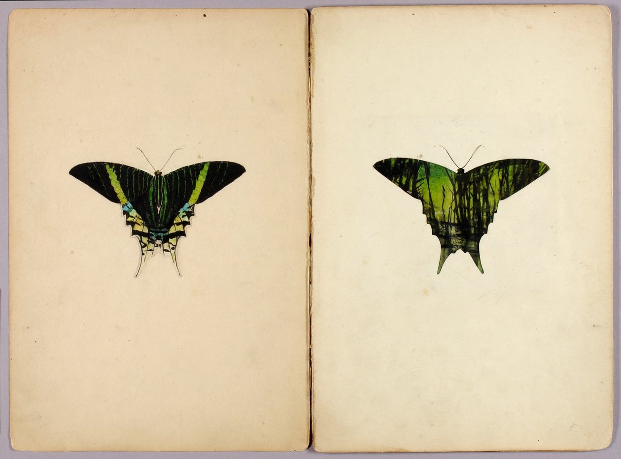Urania-mot, studiemap voor het boek "Beschermende kleuring in het dierenrijk" door Abbott Handerson Thayer