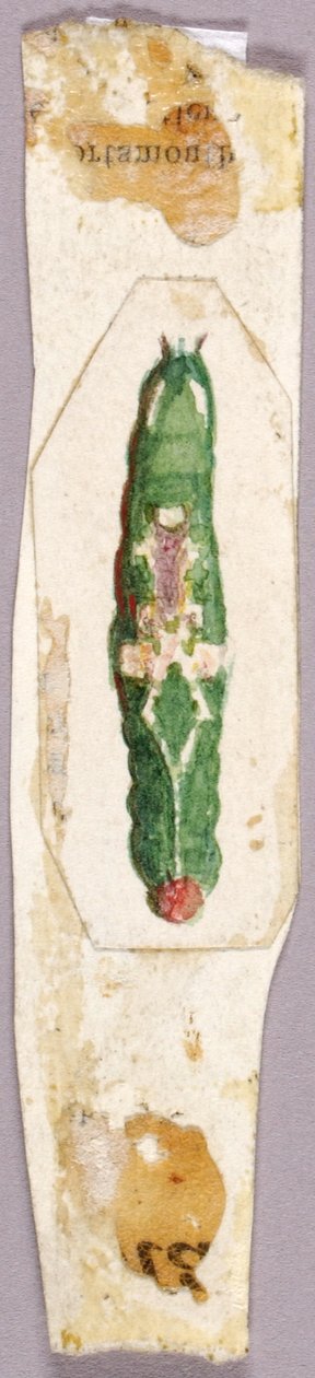 Witte berkenblad-rups, studie voor boek Concealing Coloration in the Animal Kingdom door Abbott Handerson Thayer