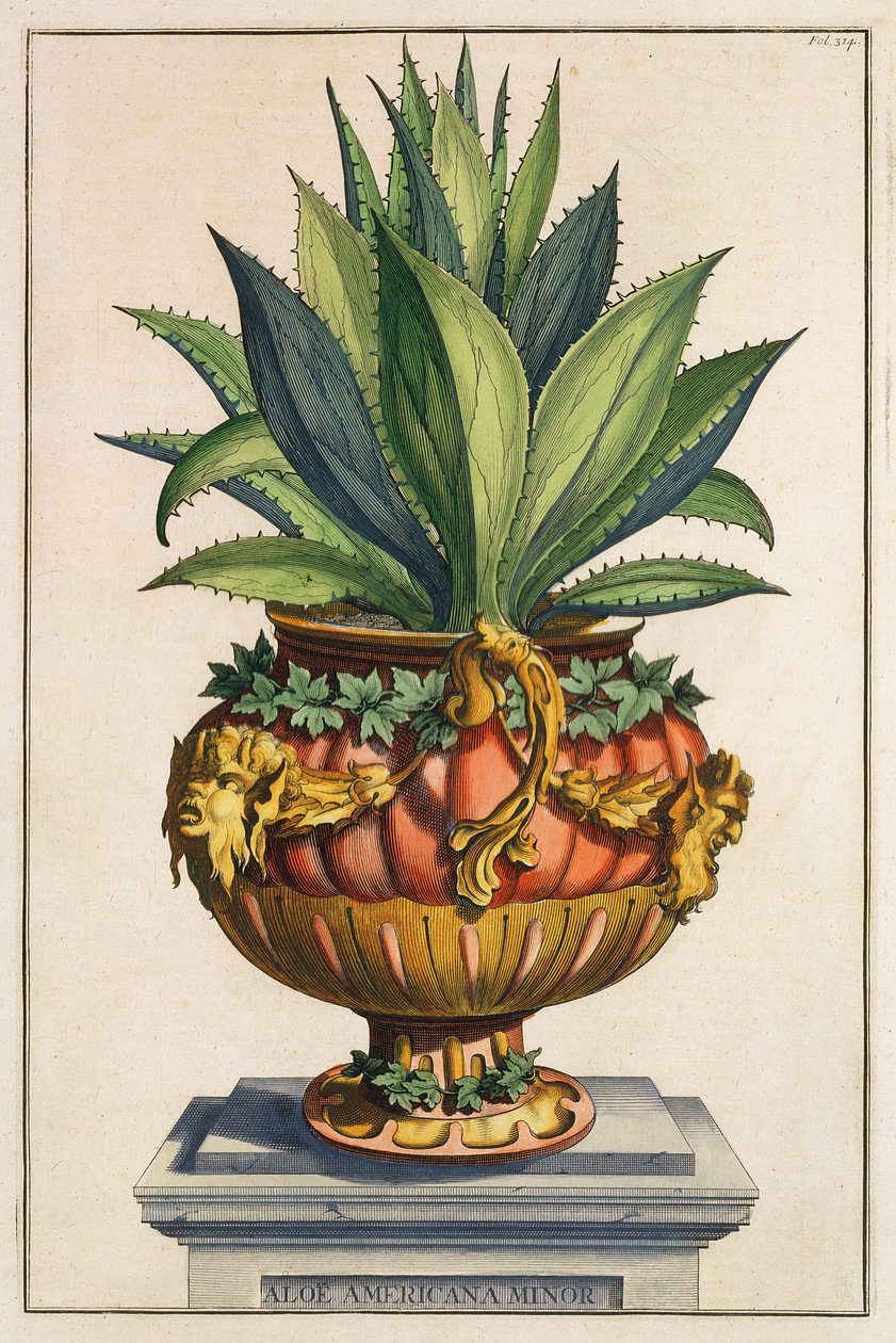 Aloe Americana Minor, uit 