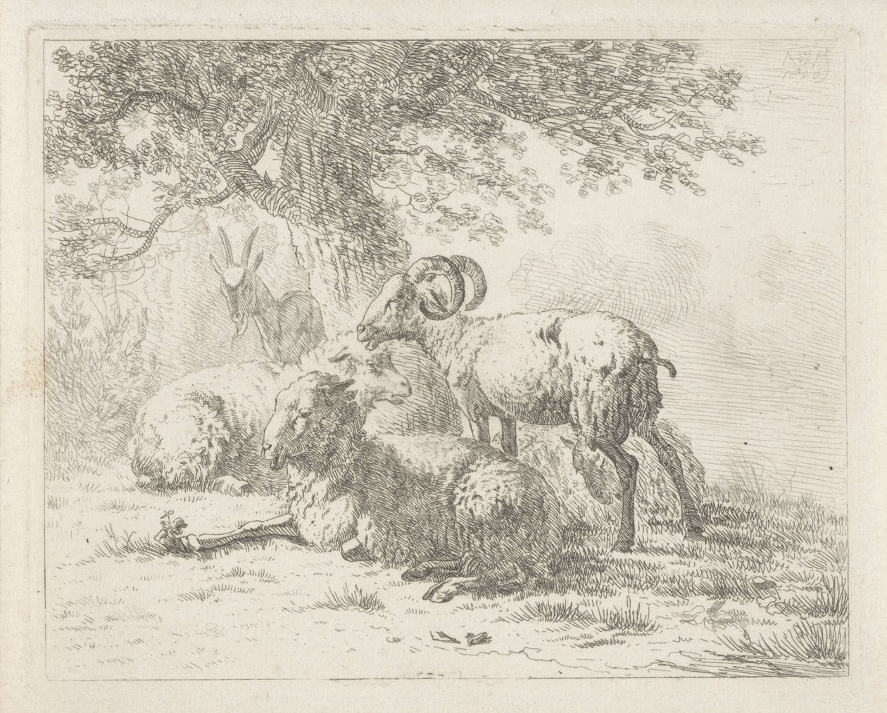 Schapen en een bok door Abraham Hendrik Winter