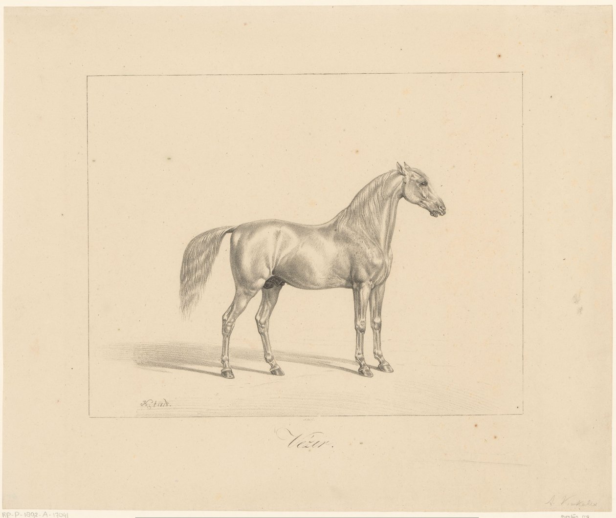 Arabische hengst door Abraham Vinkeles