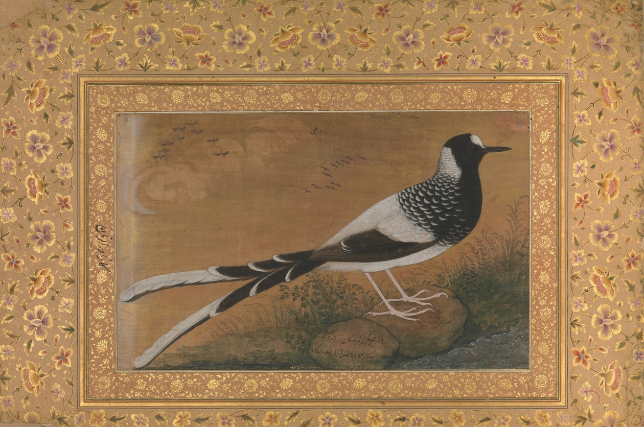 Gevlekte vorkstaart, Folio uit het Shah Jahan Album, recto: ca. 1610-15, verso ca. 1540 door Abu al Hasan