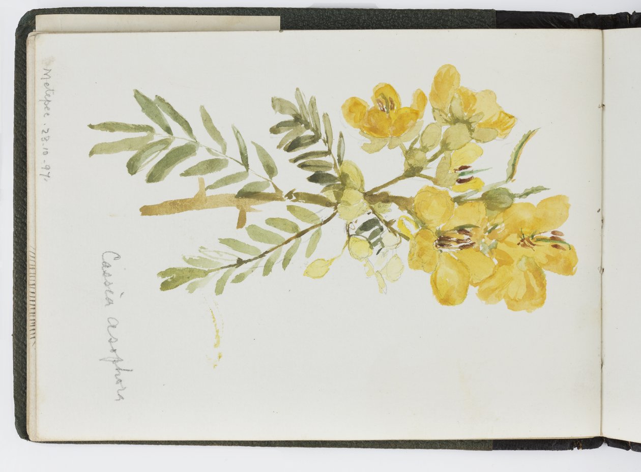 Schetsboek van aquarellen, tekeningen en notities, Mexico, 1896-1898 door Adela Breton